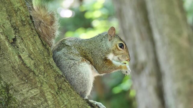 Squirrel eats walnuts in Monza park, Lombardy, Italy