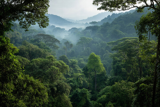 The lush, vibrant landscapes of the Congo Basin rainforest, with abstract dense canopy and filtered sunlight.