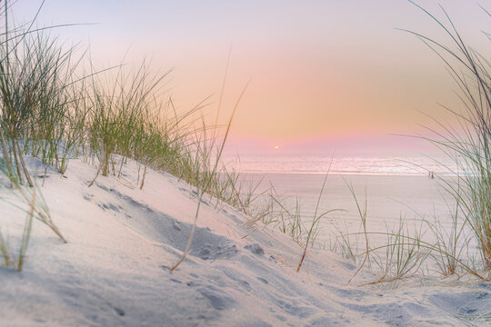 Sand dunes landscape with sunset along the coast of the Netherlands