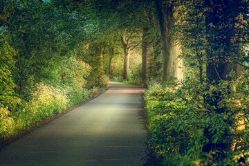 Big Trees along the road side at the dutch countryside