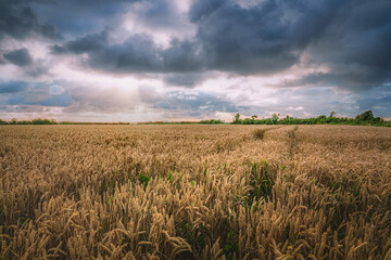 Flowering corn in landscape with overpowering threatening clouds at the end of the day