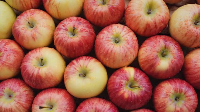 Fresh apples arranged in neat rows at a market