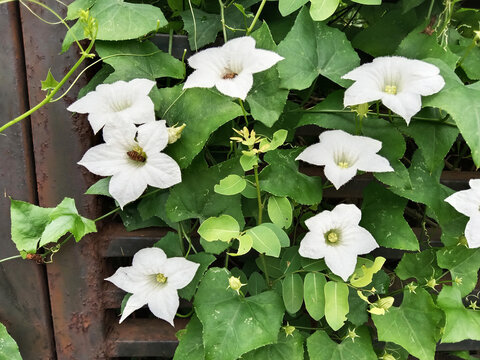 Beautiful white ivy gourd flowers with trailing stems
