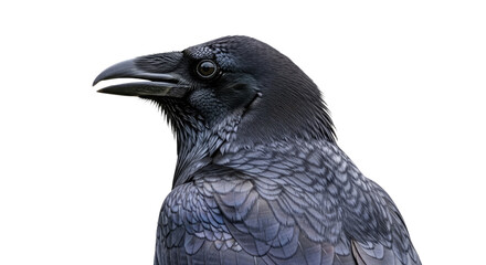 Fototapeta premium Closeup of a Black Crow with Sharp Beak 3.