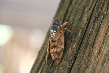 cicada