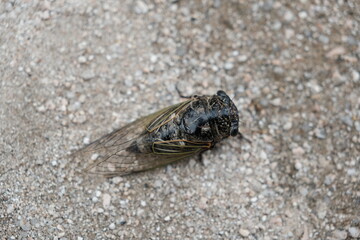 蟬 cicada