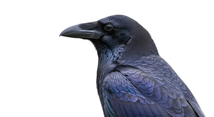 Closeup of a Black Crow with Sharp Beak and Dark Feathers 1.