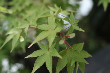 close up of a green plant