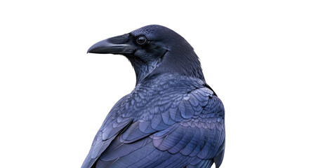 Closeup of a Black Raven Bird on White Background.