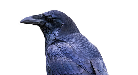 Closeup of a Vibrant Blue Crow.
