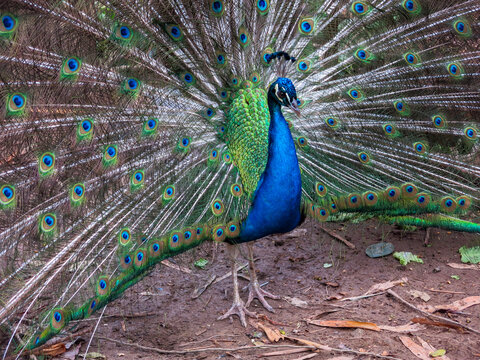 Pav&atilde;o IMG_0155