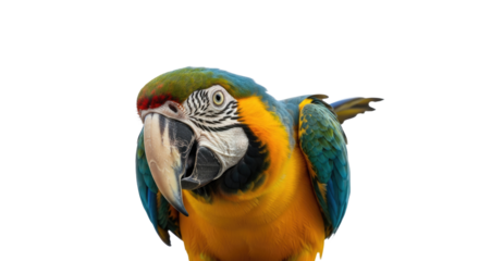 Colorful Macaw Parrot CloseUp Portrait.