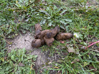 Pile of fresh dog poop excrement on green grass