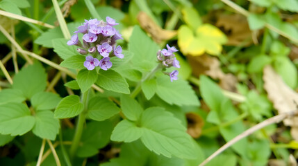 purple dead-nettle) is a plant species known scientifically as Lamium purpureum. It's a common herbaceous plant in the mint family (Lamiaceae), often found in temperate regions of Europe and Asia