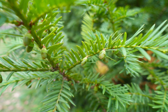 Unripe berries of common yew in September