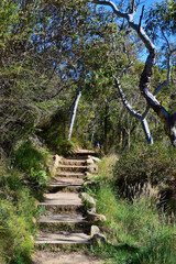 stairs in the forest