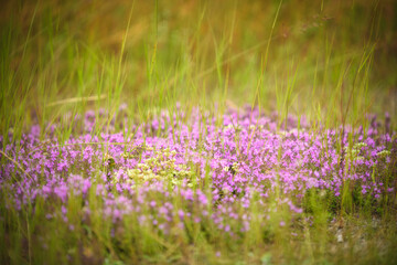 Naklejka premium Wild thyme flowers blooming among grasses on a natural meadow in soft morning light