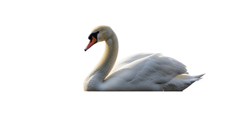 Elegant White Swan Swimming in Calm Water.