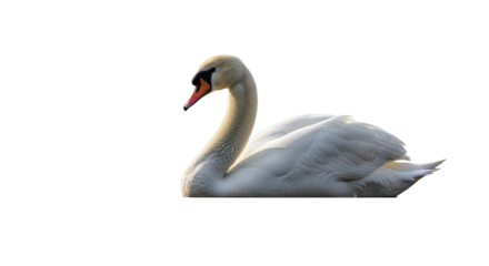 Elegant White Swan Swimming in Calm Water.