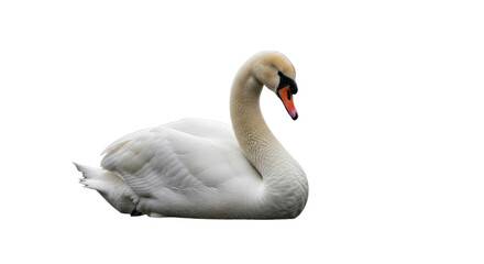 Elegant White Swan Swimming in Water.