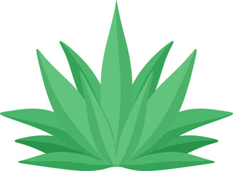 illustration blue agave