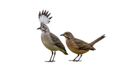 Pair of Birds with Distinct Plumage and Posture.