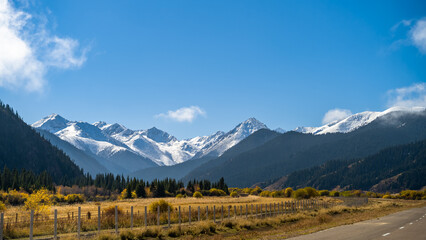 a forest in a beautiful mountain gorge. snow-capped peaks