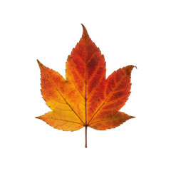 Autumn Maple Leaf With Red Yellow Orange Hues Isolated On Transparent Background In Soft Lighting