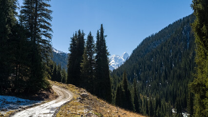 a forest in a beautiful mountain gorge. snow-capped peaks