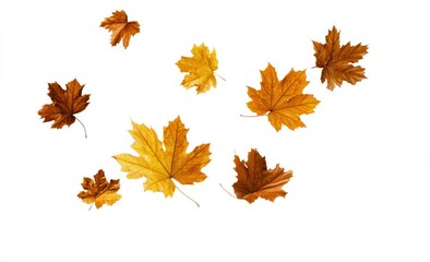 Several colorful maple leaves in various stages of autumn hues float against a pure white background