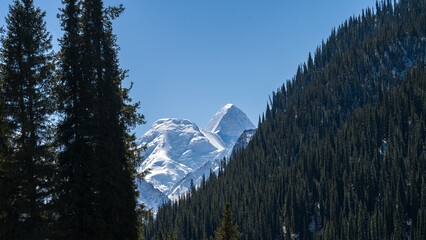 a forest in a beautiful mountain gorge. snow-capped peaks