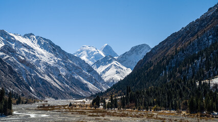 a forest in a beautiful mountain gorge. snow-capped peaks