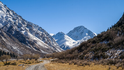 a forest in a beautiful mountain gorge. snow-capped peaks