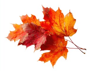 Group of vibrant, colorful maple leaves with red, orange, and yellow hues on white