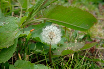 dandelion on a green background