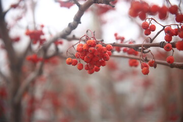 ashberriy on a branch