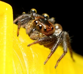 lexippus paykulli is a species of jumping spider.It is native to south east Asia but has spread to other parts of the world and globe.