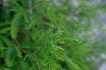 green pine needles