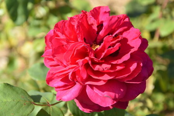 Close-up of roses in a rose garden