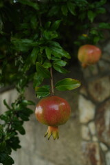 Two unripe pomegranates hang growing on a tree with green leaves