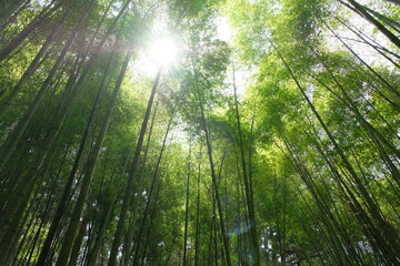 sun rays through trees