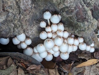 mushrooms on a tree