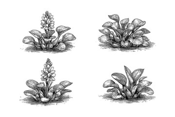 Water Hyacinth Variations in Vintage Engraving Style, Transparent Background