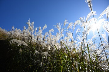 岩湧山のススキ