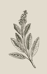 Sage herb vintage botanical illustration Salvia officinalis engraving