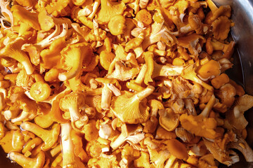 Chanterelle mushrooms. Top view. Selective focus.
