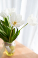 Carnations in sunlit window: Minimalist white flowers on a wooden bench, evoking peace and freshness.