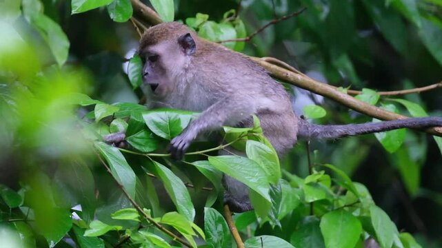Monkey eats the leaf