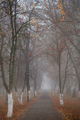 Naklejka premium beautiful autumn foggy morning landscape with park alley. City park in fog, tree trunks and fallen foliage. late fall season. mysterious atmosphere. misty weather. selective focus