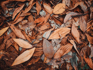dry leaves background